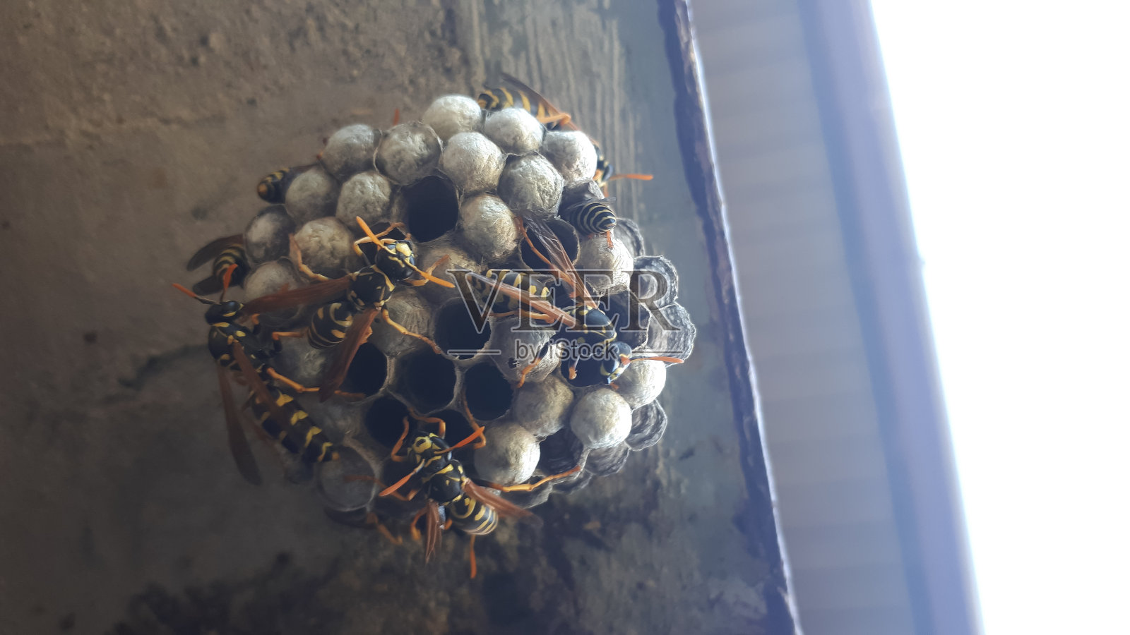 黄蜂坐在黄蜂巢上。近距离查看背景。照片摄影图片