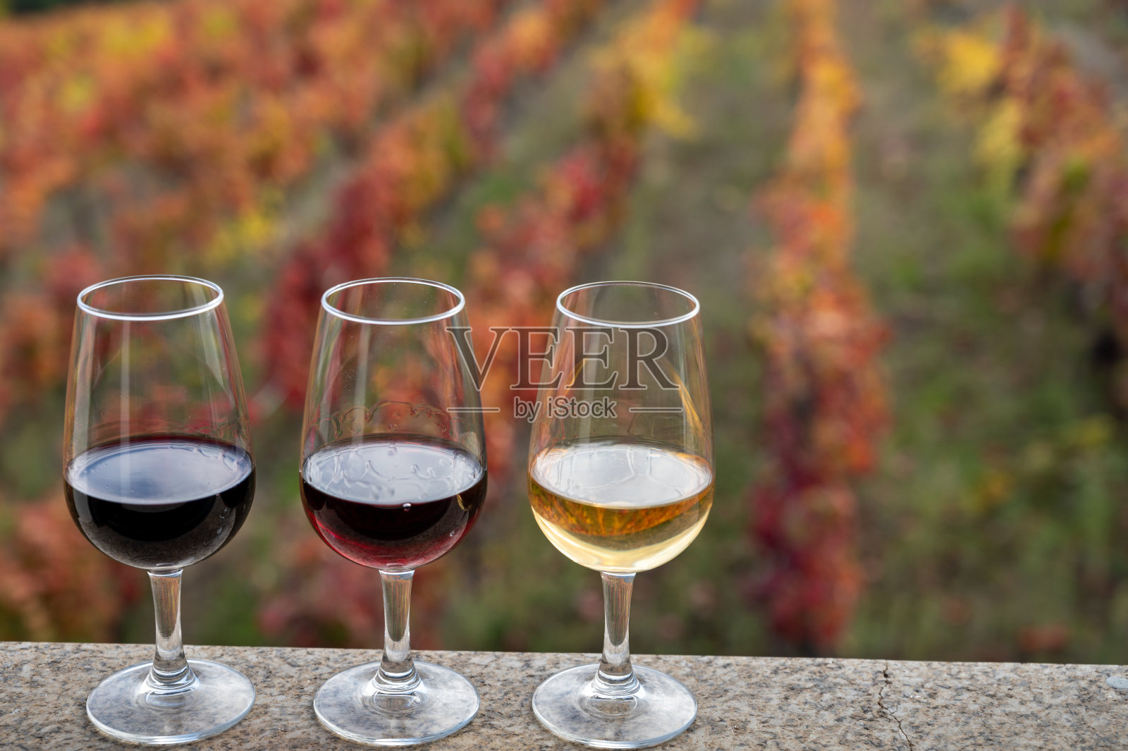 品尝葡萄牙强化波特酒，生产在杜罗河山谷与彩色梯田葡萄园的背景在秋天，葡萄牙照片摄影图片