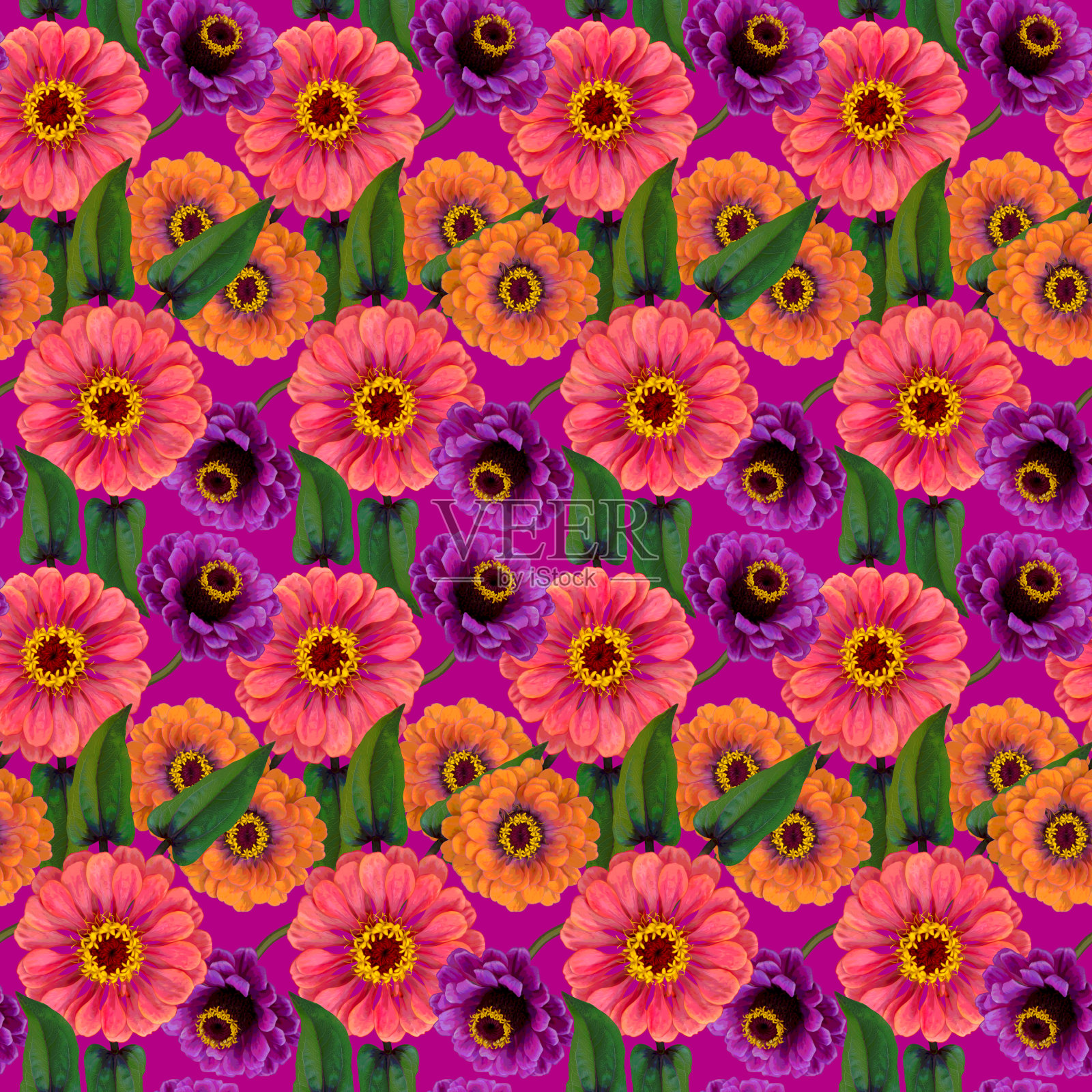 无缝图案，粉红色，紫色，橙色百日草花和绿色的叶子在紫罗兰的背景。五彩缤纷的花卉纹理。光栅插图。照片摄影图片