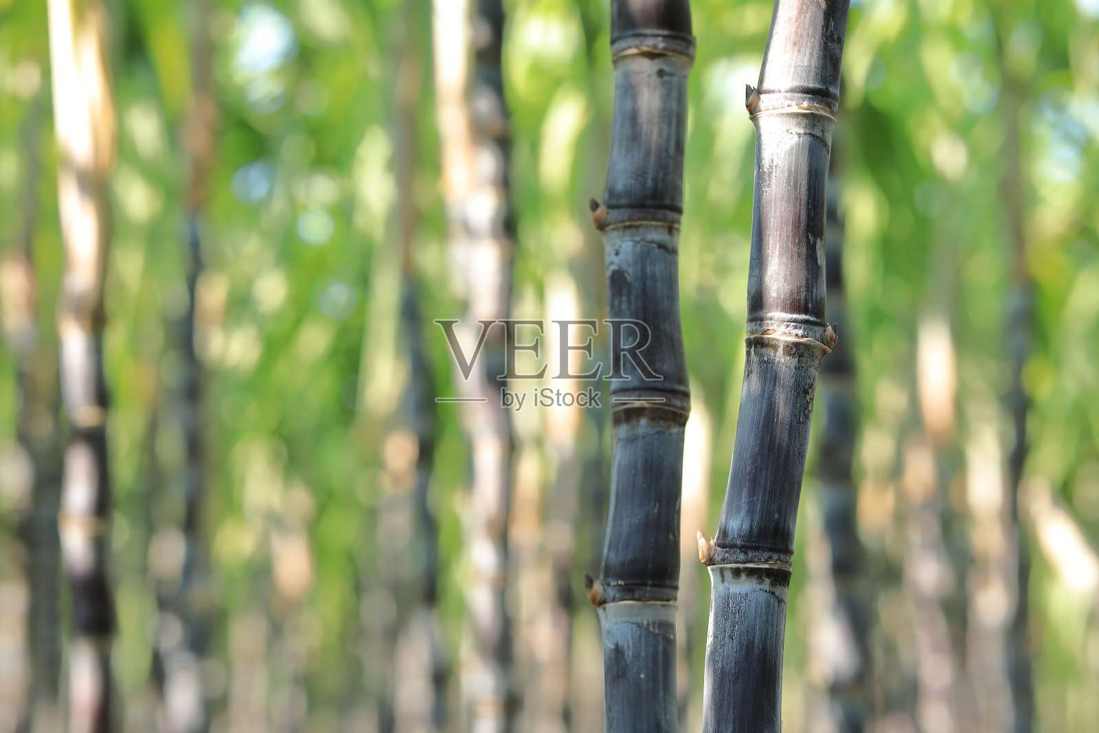 田间种植的甘蔗照片摄影图片