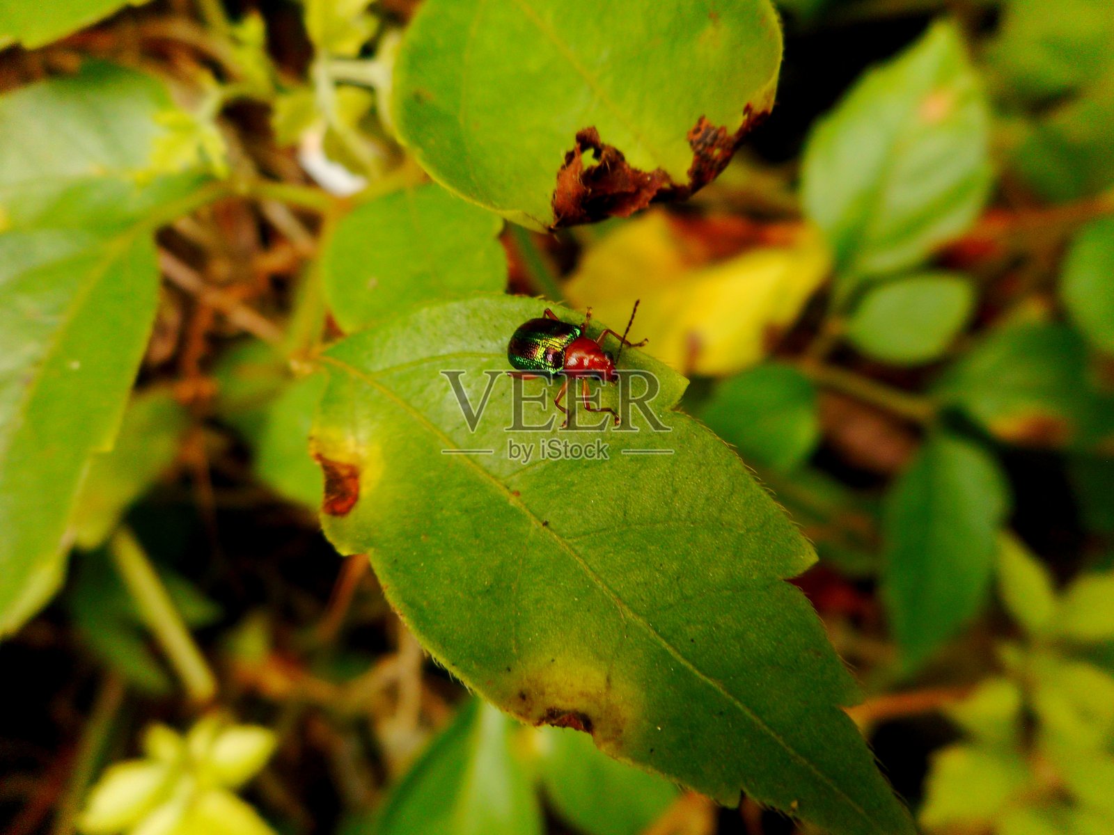 甲虫的昆虫照片摄影图片