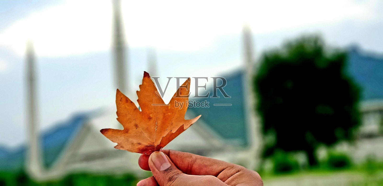 费萨尔清真寺的现场焦点情绪在树叶前面照片摄影图片