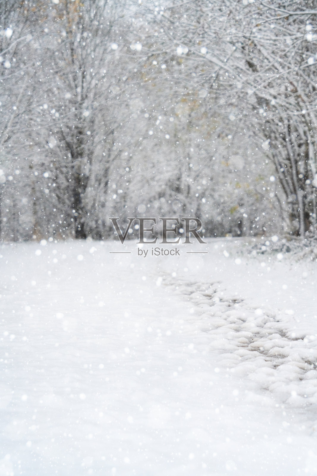 森林里的雪。照片摄影图片