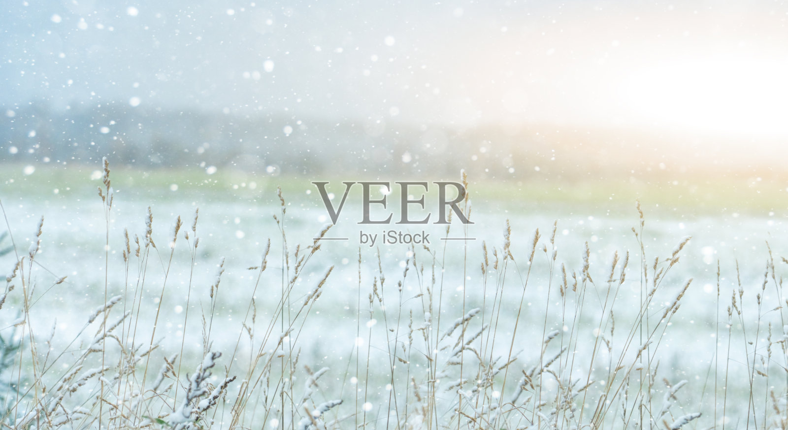 田野被雪覆盖，冬天。照片摄影图片