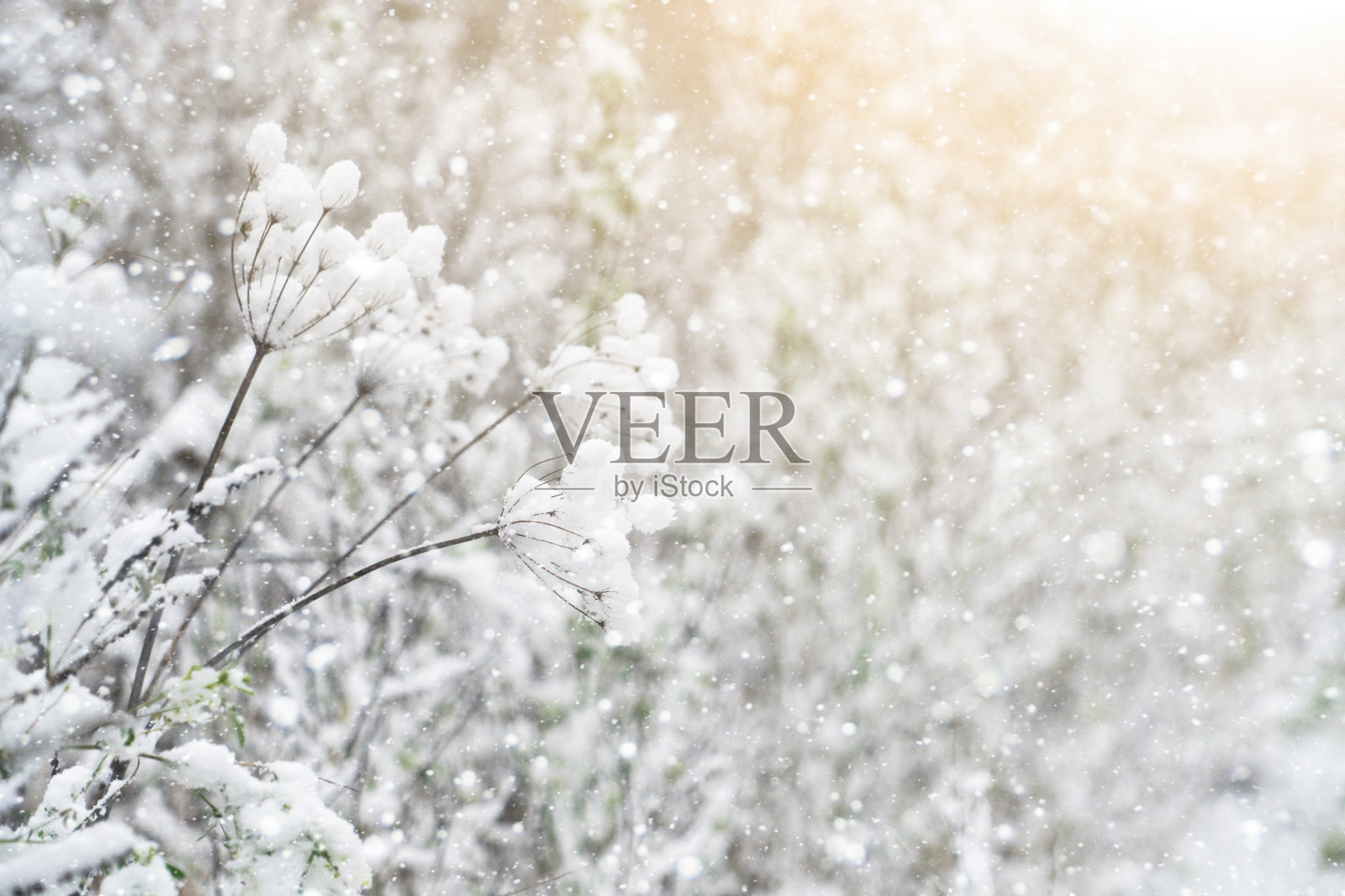 植物背景上的雪。照片摄影图片