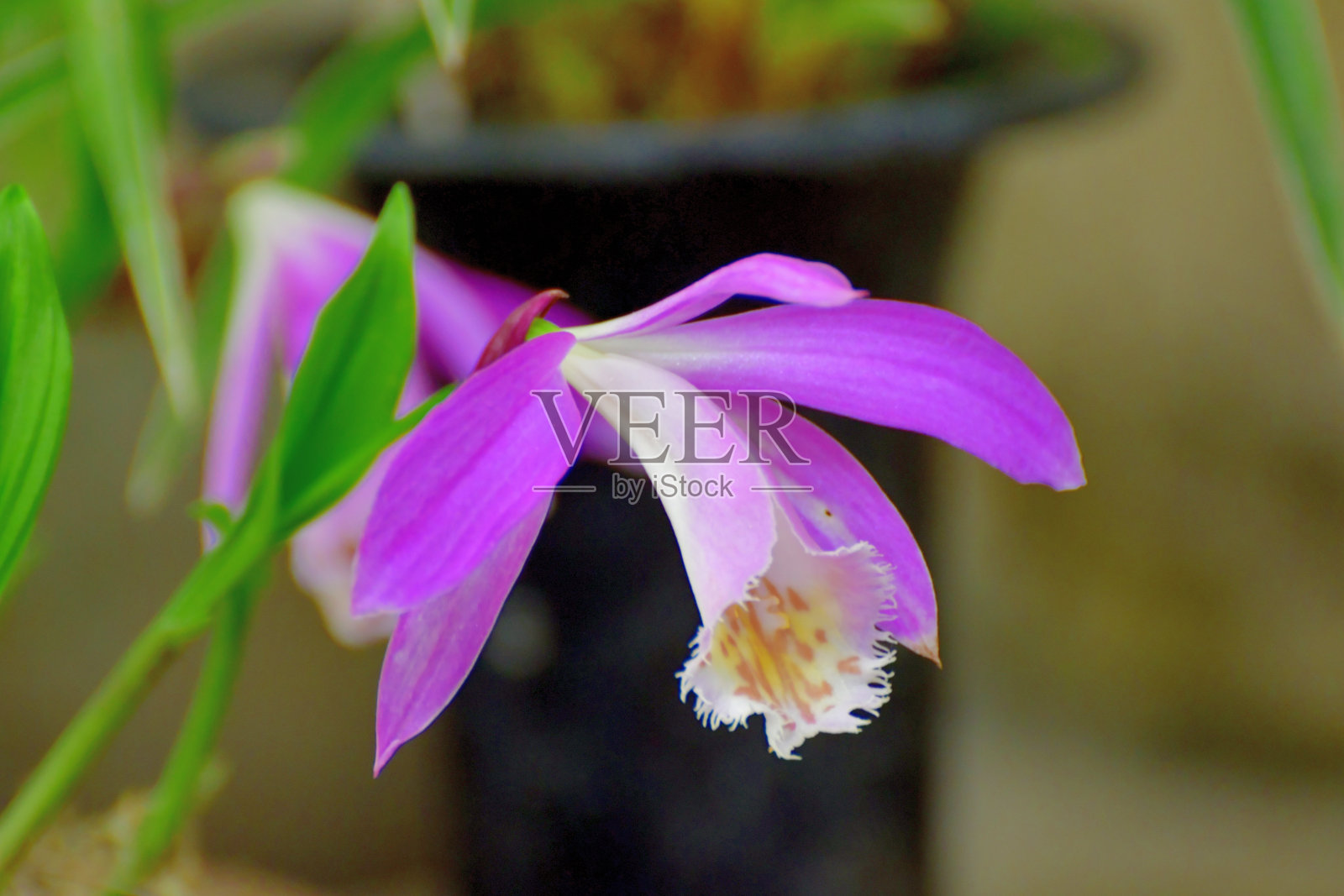 台湾百合/台湾百合/窗台兰/孔雀兰照片摄影图片