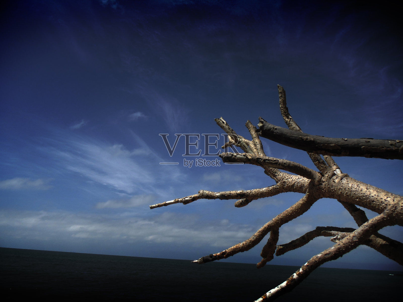 被遗弃的树在黑暗的海滩照片摄影图片