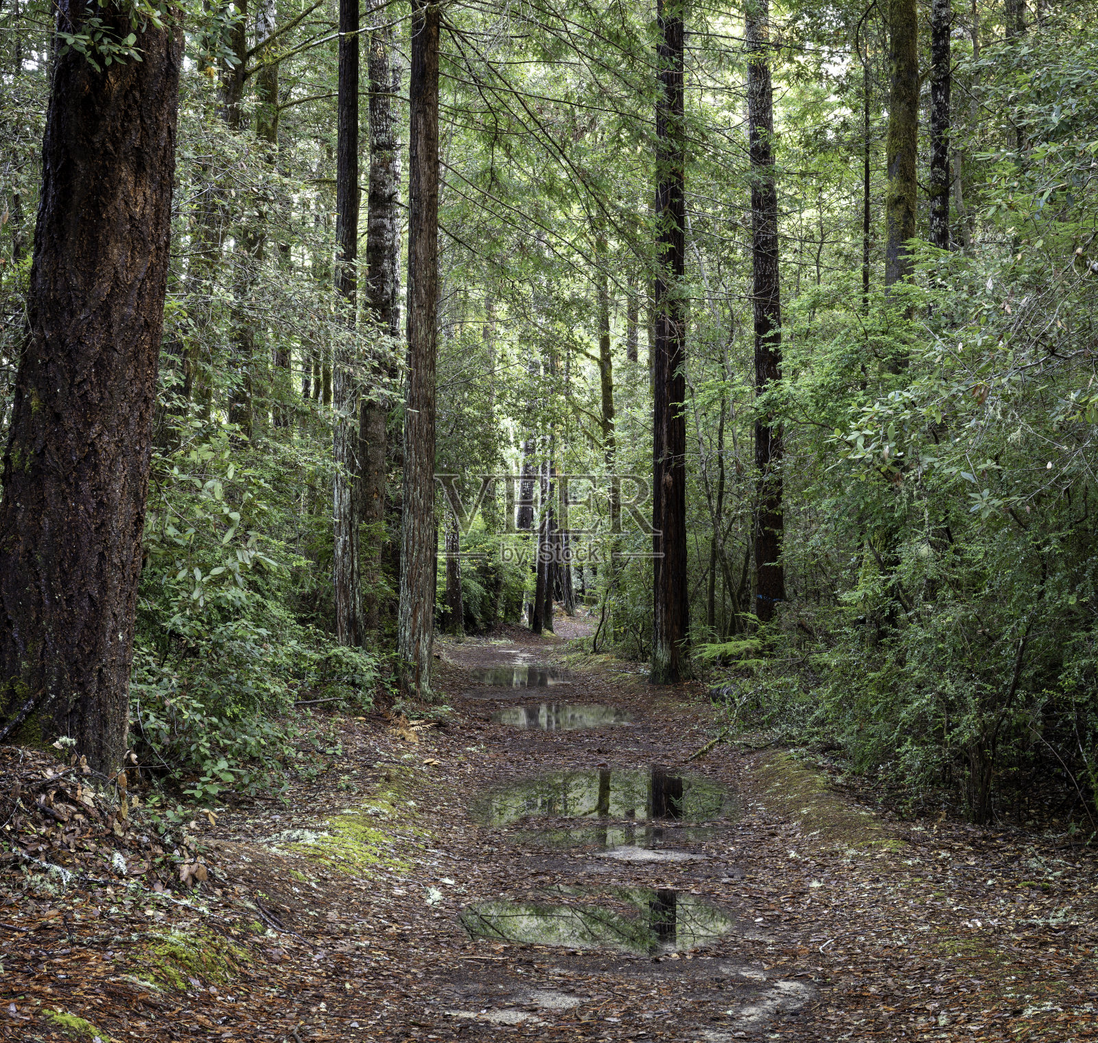 北加州的红杉林中有水坑照片摄影图片