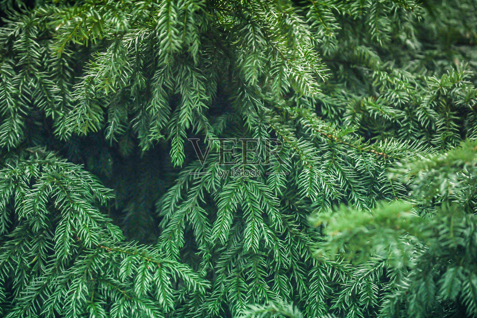 常青树照片摄影图片