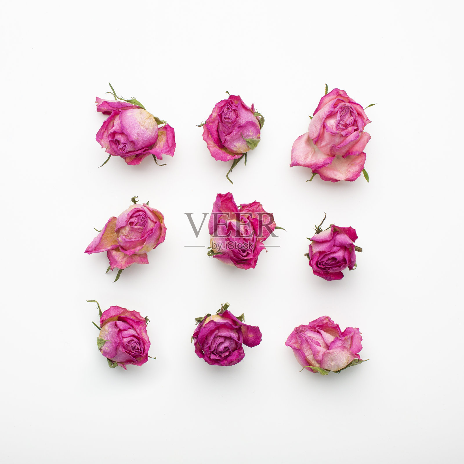 玫瑰的姿势照片摄影图片