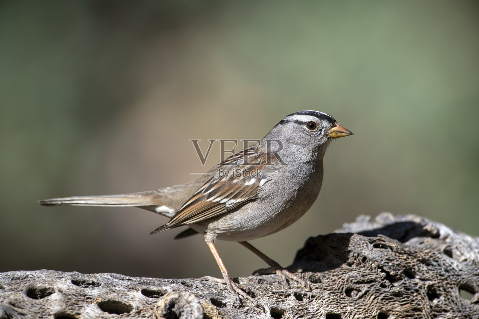 全拉树枝上的白冠麻雀照片摄影图片