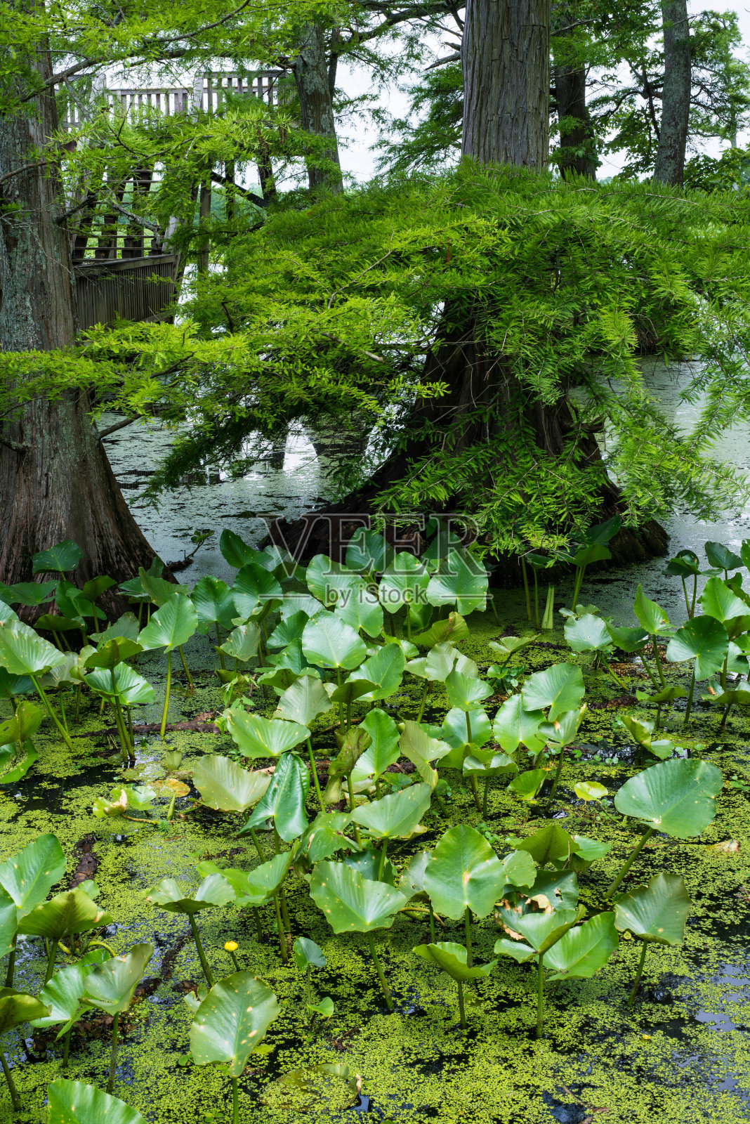 湿地植物有柏树和百合照片摄影图片