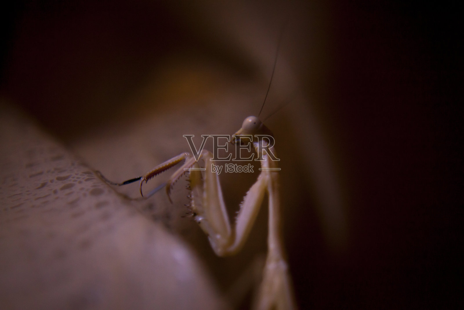 螳螂照片摄影图片