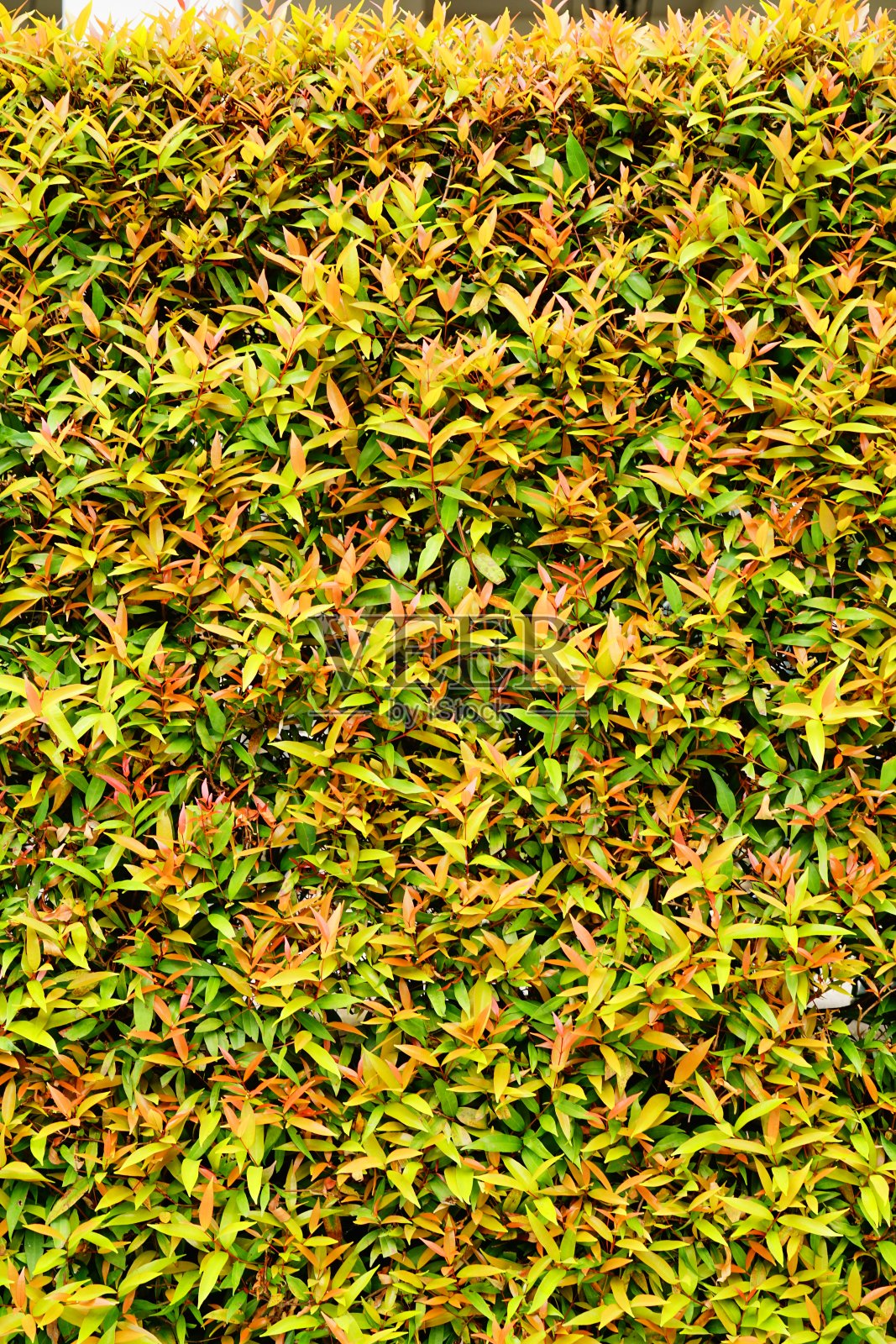 在花园中有背景的小叶树照片摄影图片