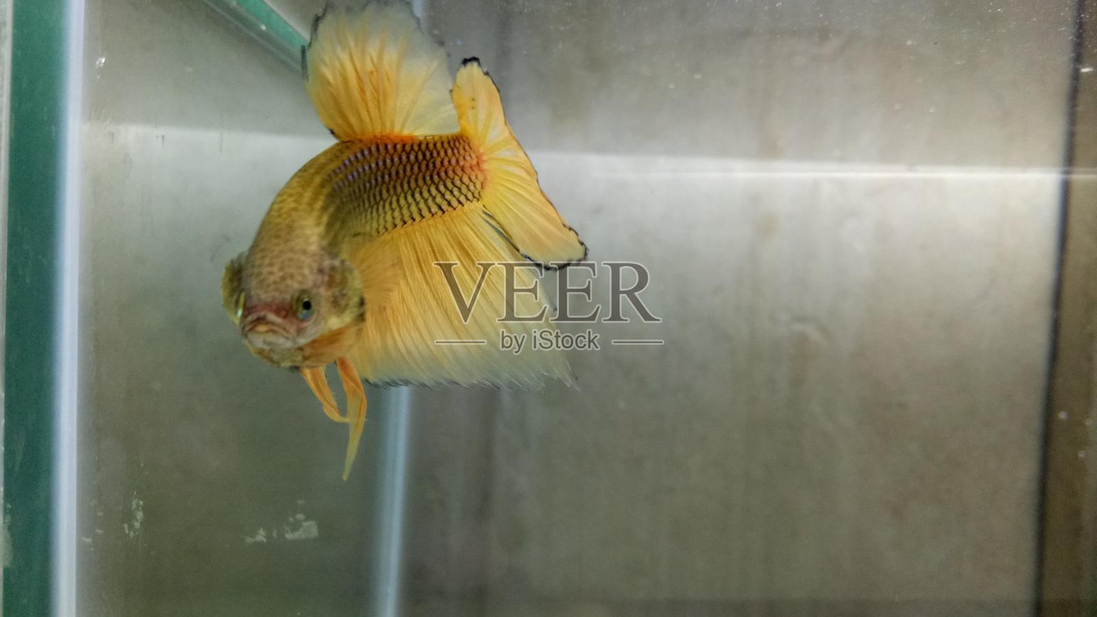 暹罗斗鱼，节奏的斗鱼(半月彩色)孤立在黑色背景。游泳，展示一个有吸引力的身体。移动和舞蹈的概念。照片摄影图片