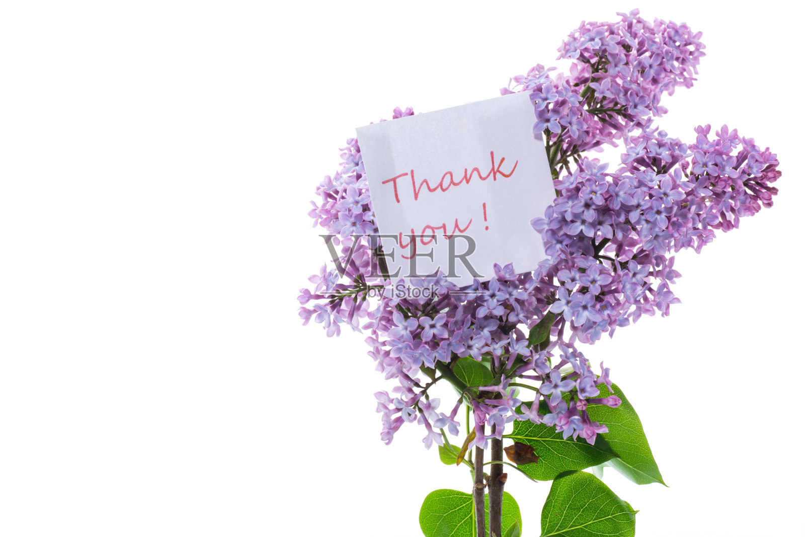 一束美丽的春天的丁香花在白色的背景上照片摄影图片