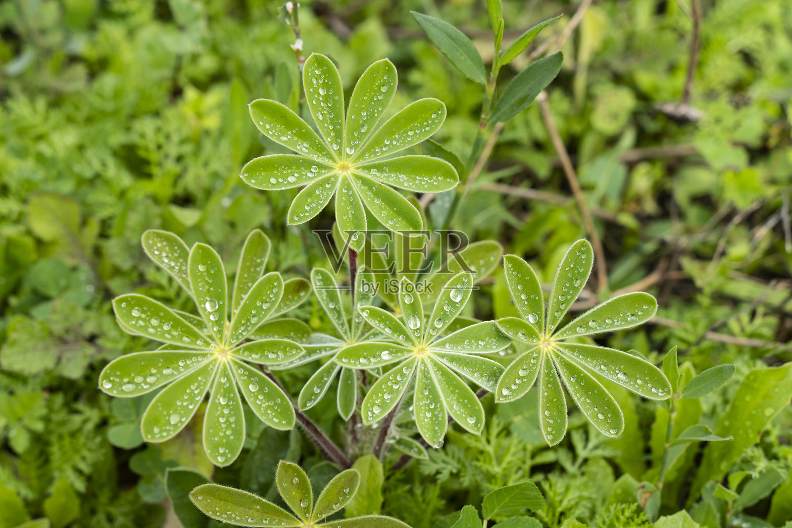 叶子上的雨滴照片摄影图片