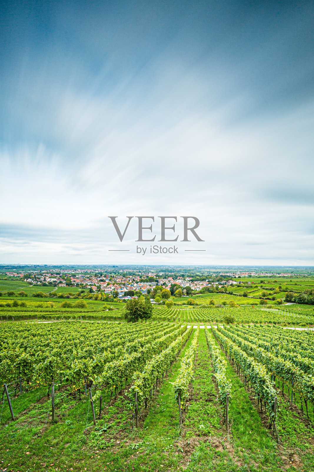 葡萄园， 普法兹布利克照片摄影图片