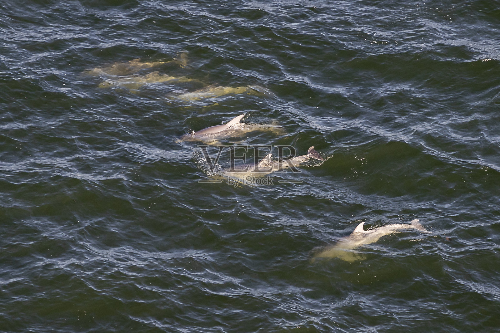 海豚照片摄影图片