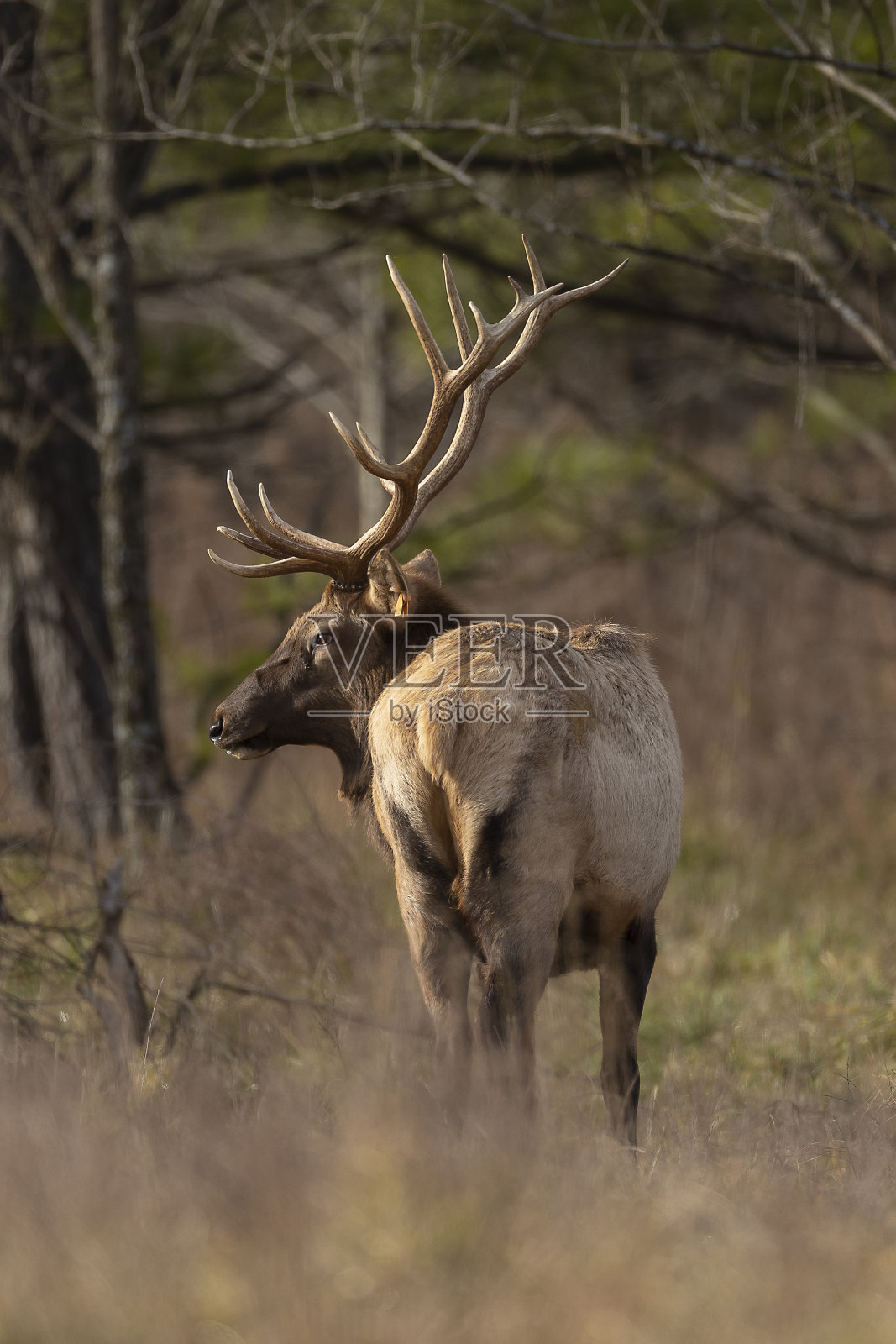 公牛每个照片摄影图片