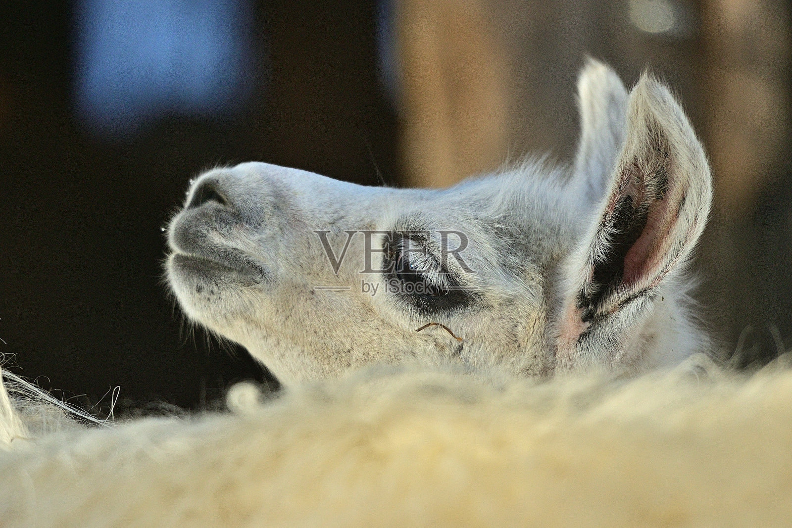 上奥地利的白色婴儿喇嘛在雪中照片摄影图片