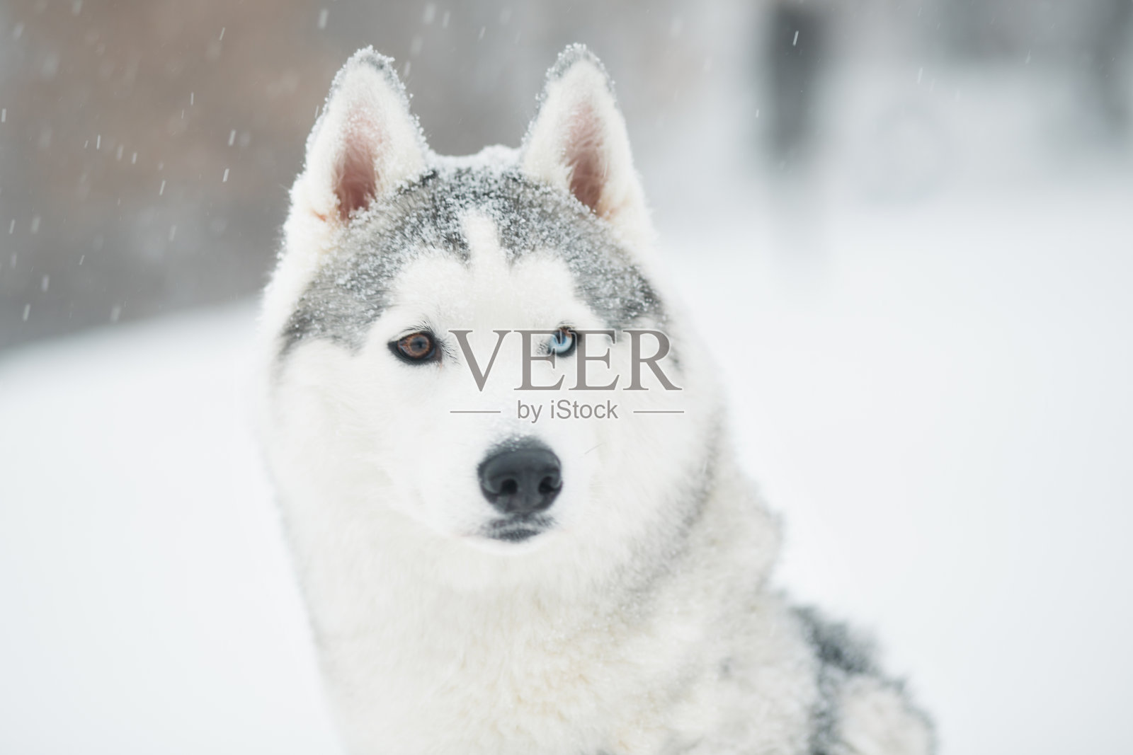 冬天下雪的西伯利亚哈士奇。特写肖像。狗。照片摄影图片