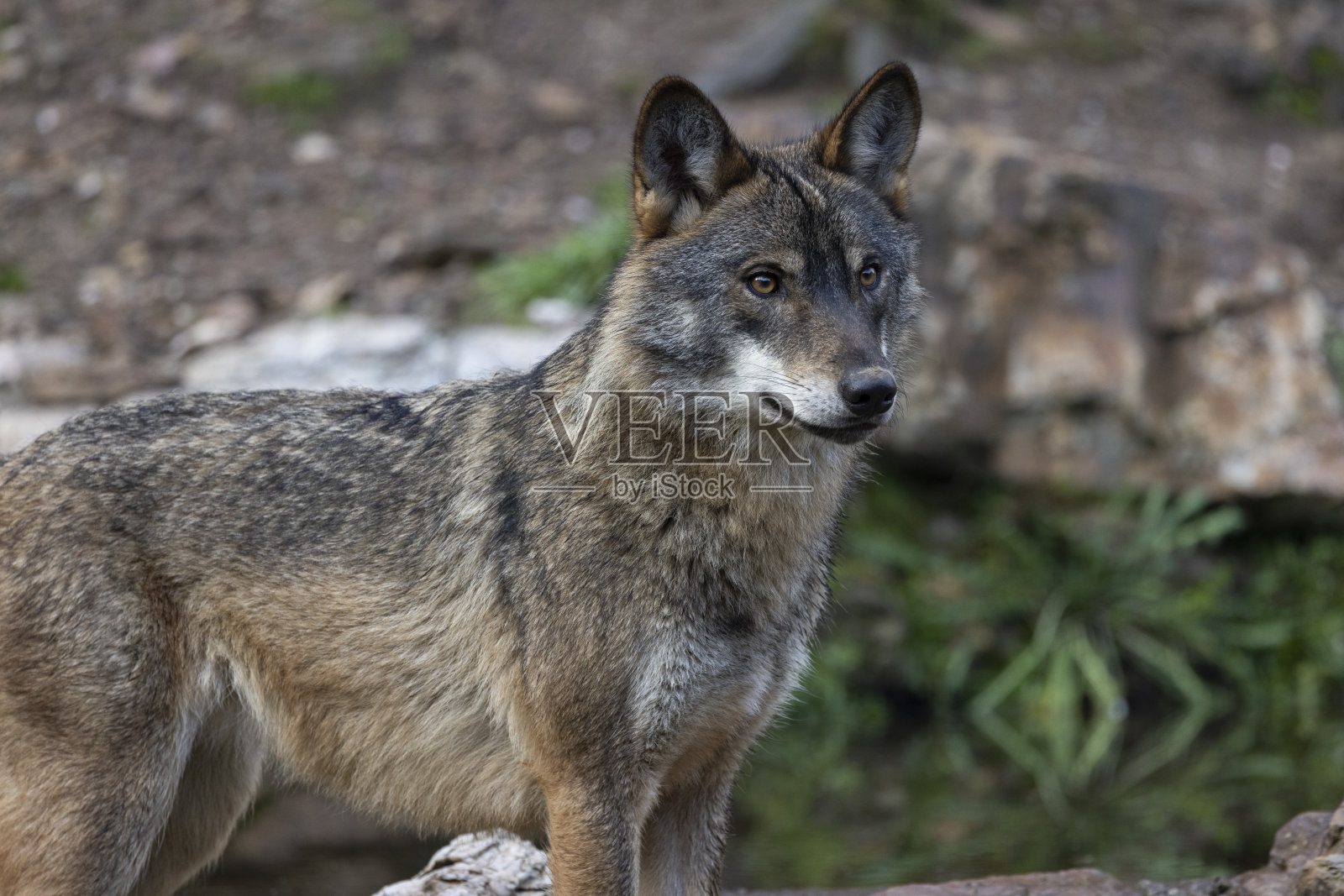狼犬，西班牙北部的伊比利亚狼照片摄影图片