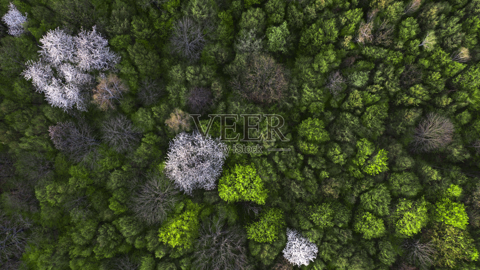 春天的森林格局与开花的树木。从以上观点。照片摄影图片