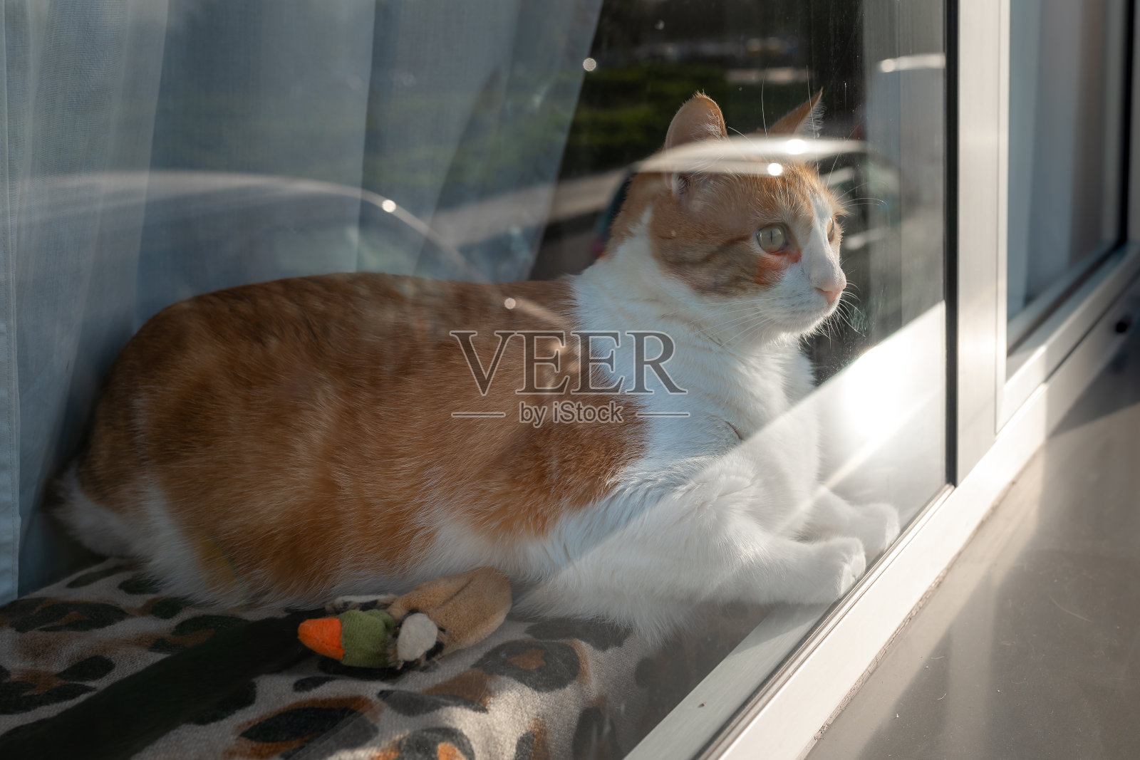 棕色和白色的猫，黄色的眼睛，从窗户向外看照片摄影图片