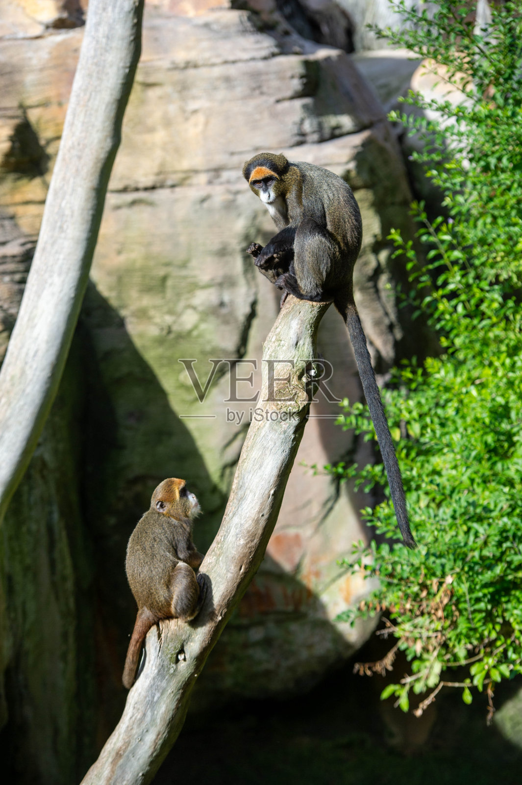 两只红姜，猴主教坐在大原木上照片摄影图片