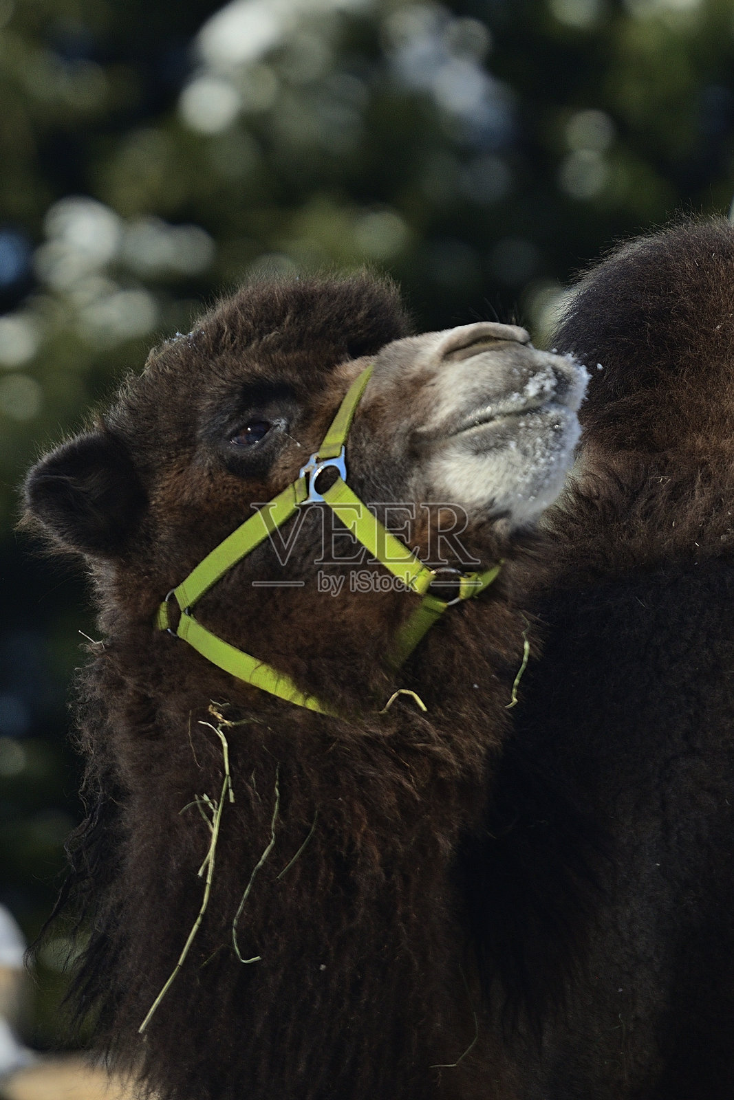 上奥地利的骆驼(欧洲)在雪中行走照片摄影图片