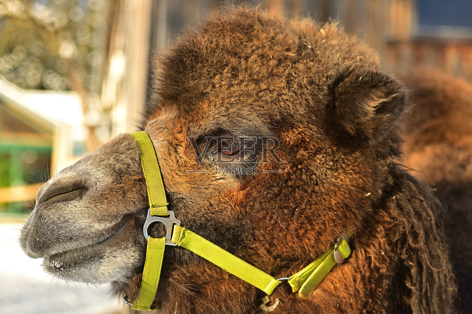 上奥地利的骆驼(欧洲)在雪中行走照片摄影图片