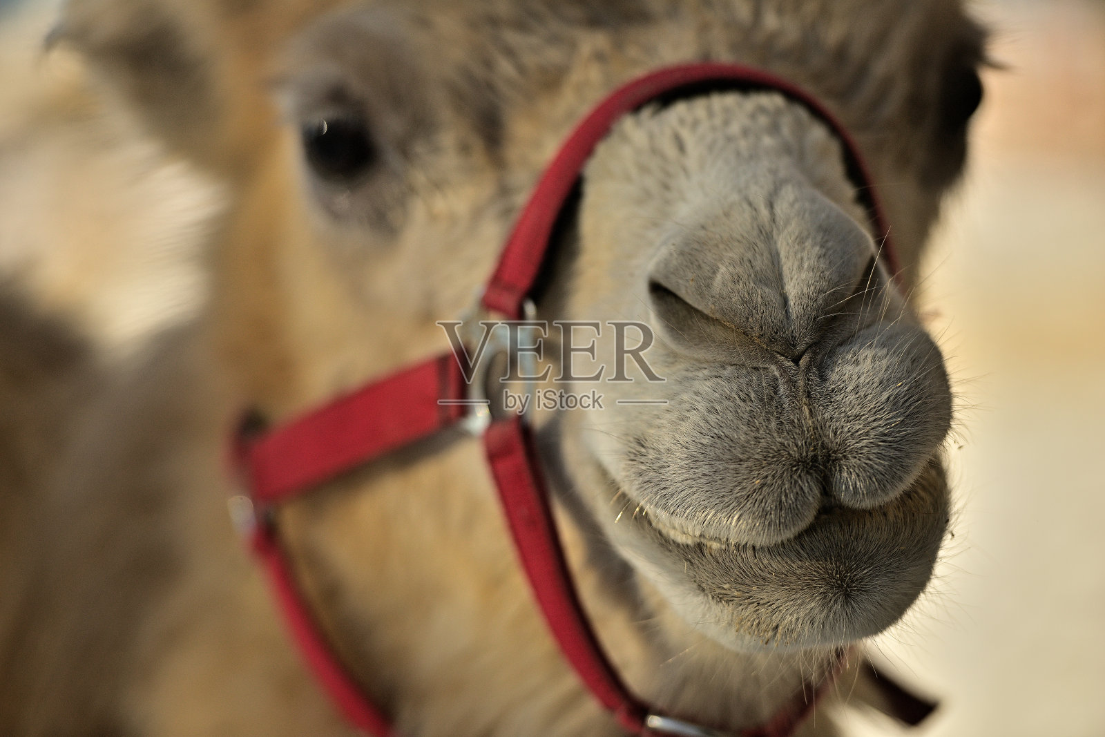 上奥地利的骆驼(欧洲)在雪中行走照片摄影图片