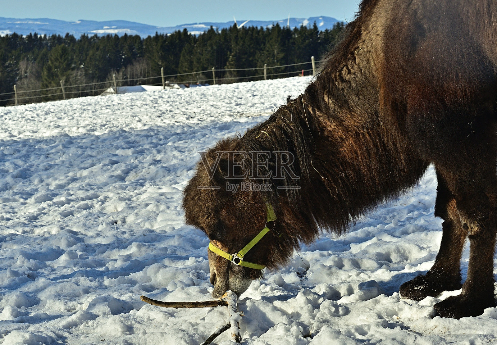 上奥地利的骆驼(欧洲)在雪中行走照片摄影图片