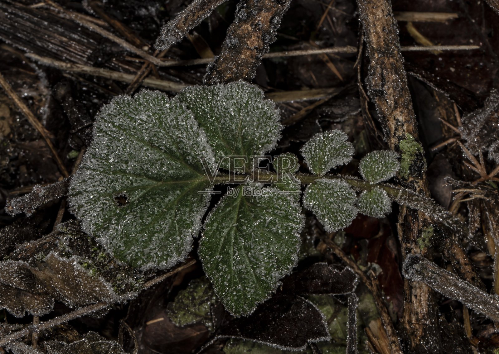 霜对植物。照片摄影图片