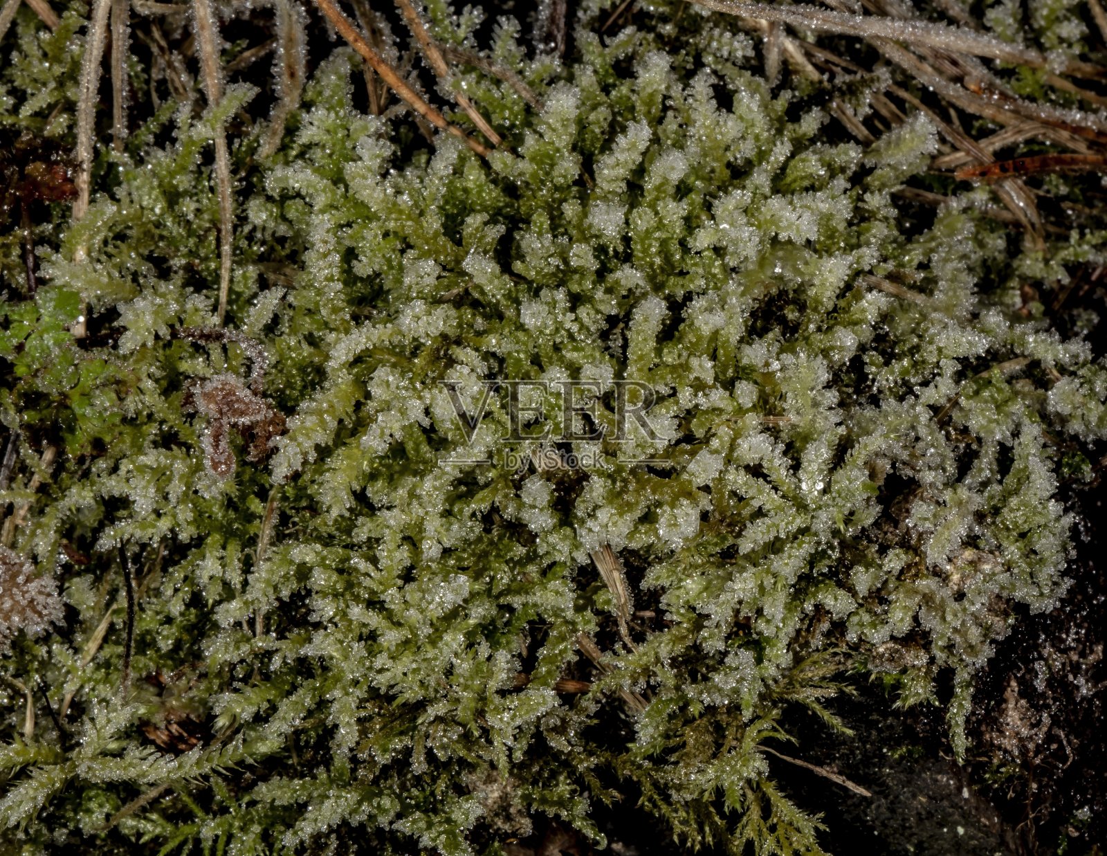 霜对植物。照片摄影图片