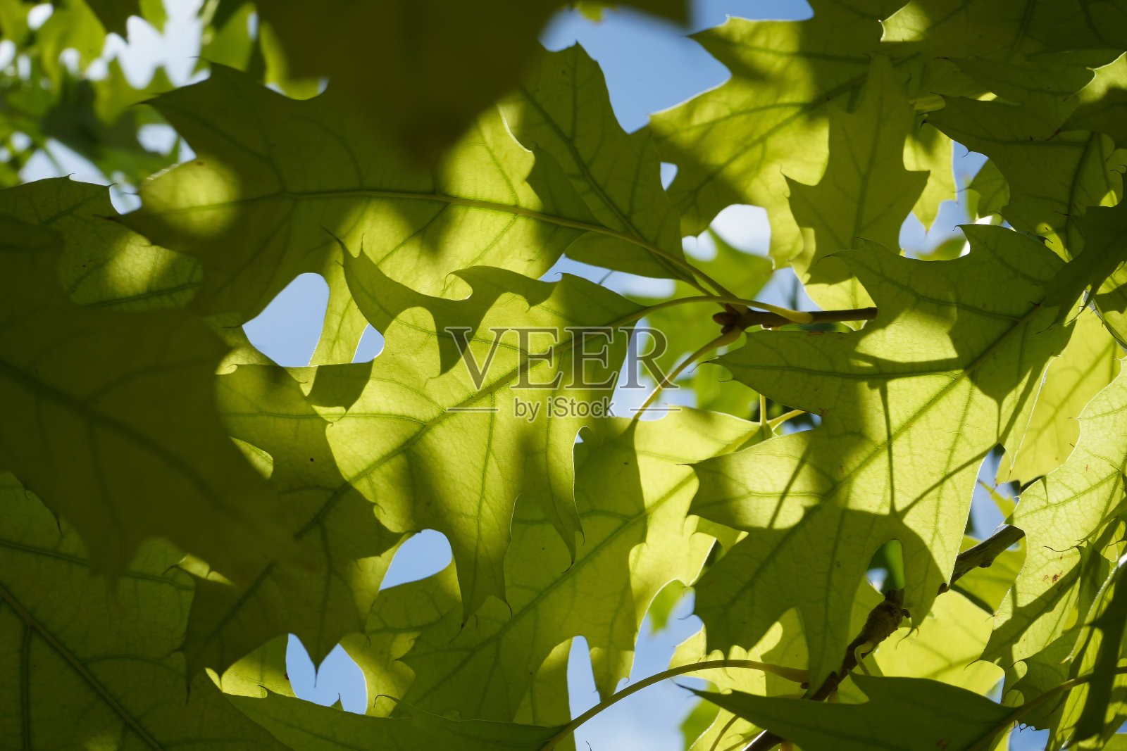 在一个阳光明媚的日子里，在公园里照片摄影图片