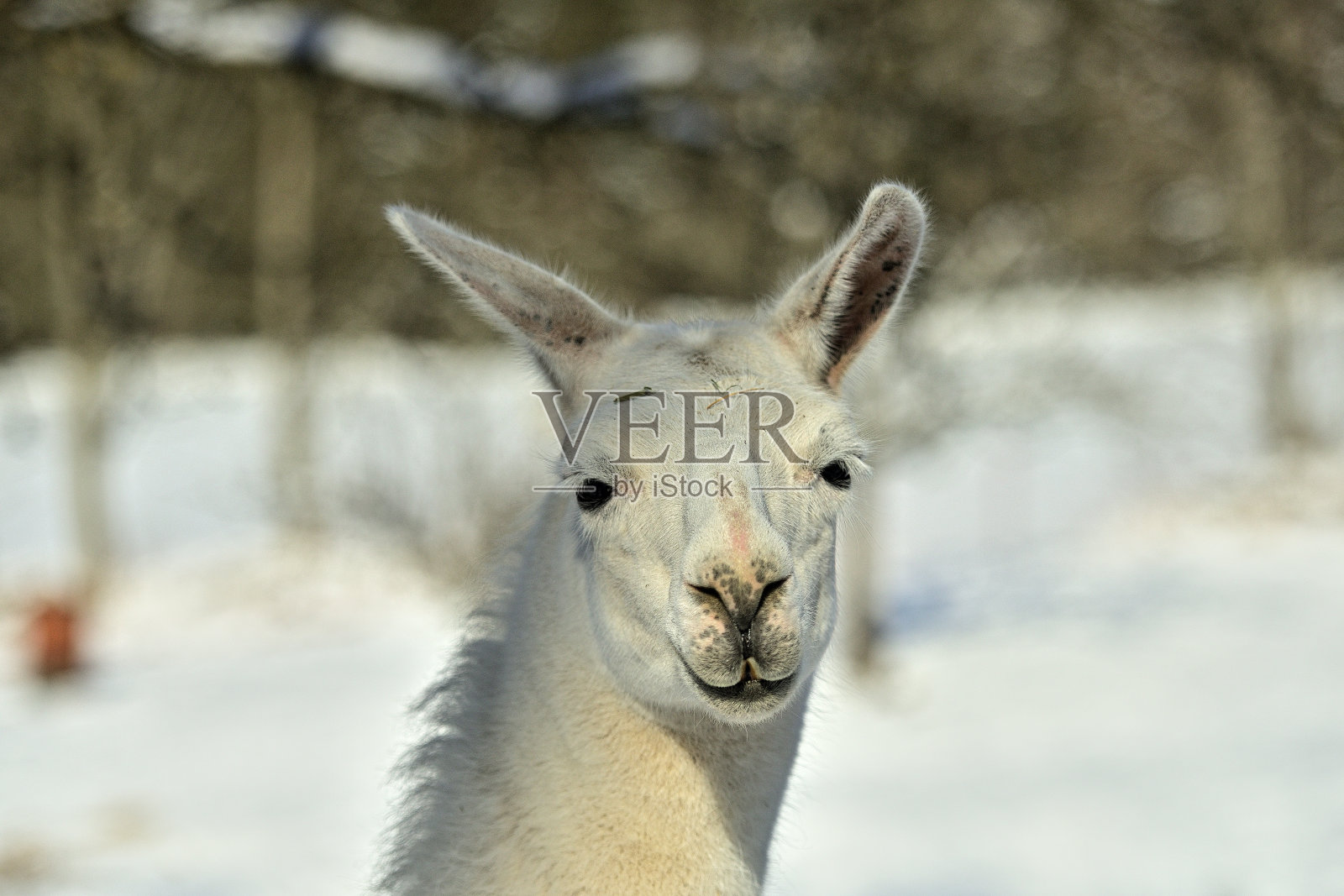 雪中的喇嘛(上奥地利/欧洲)照片摄影图片