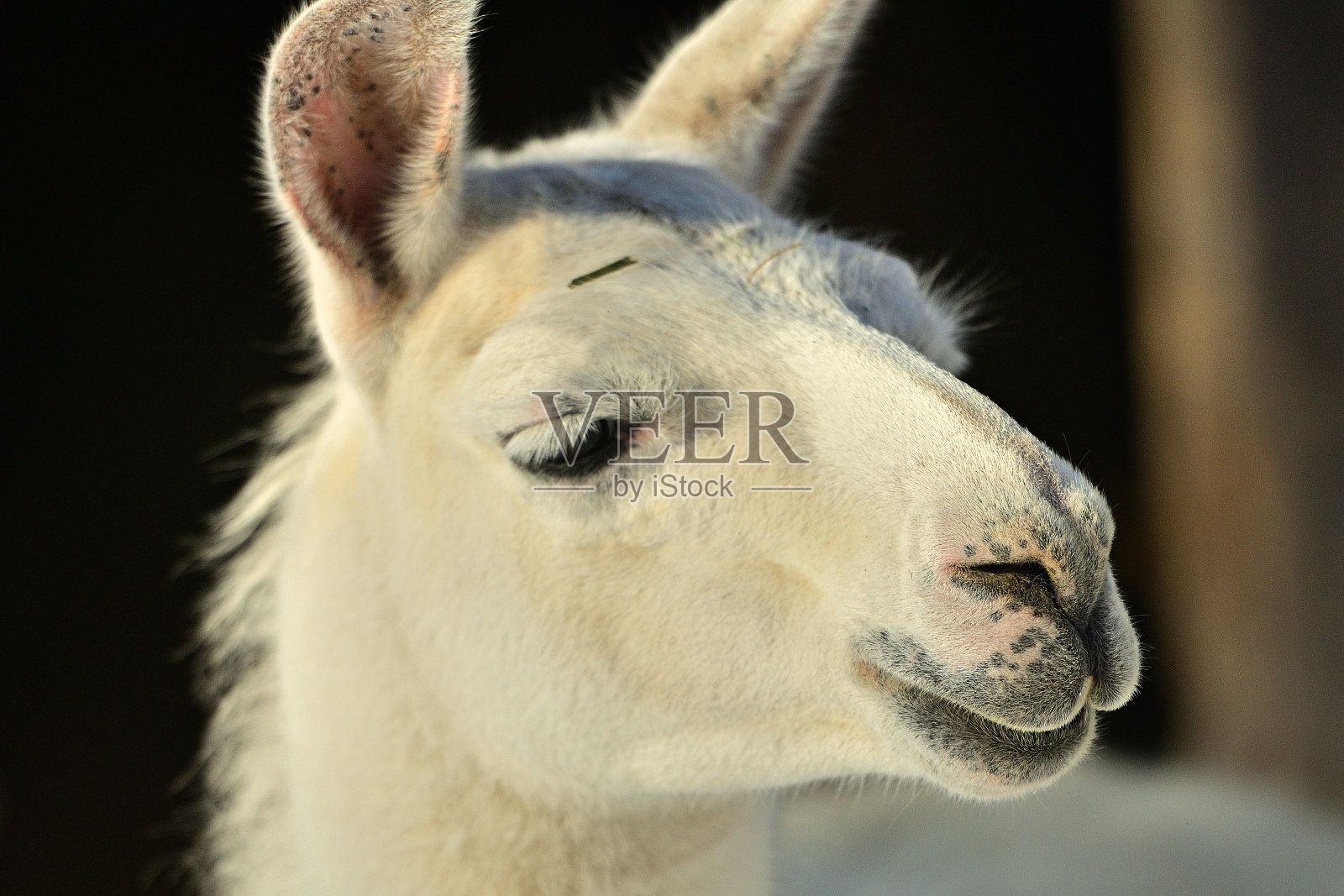 雪中的喇嘛(上奥地利/欧洲)照片摄影图片