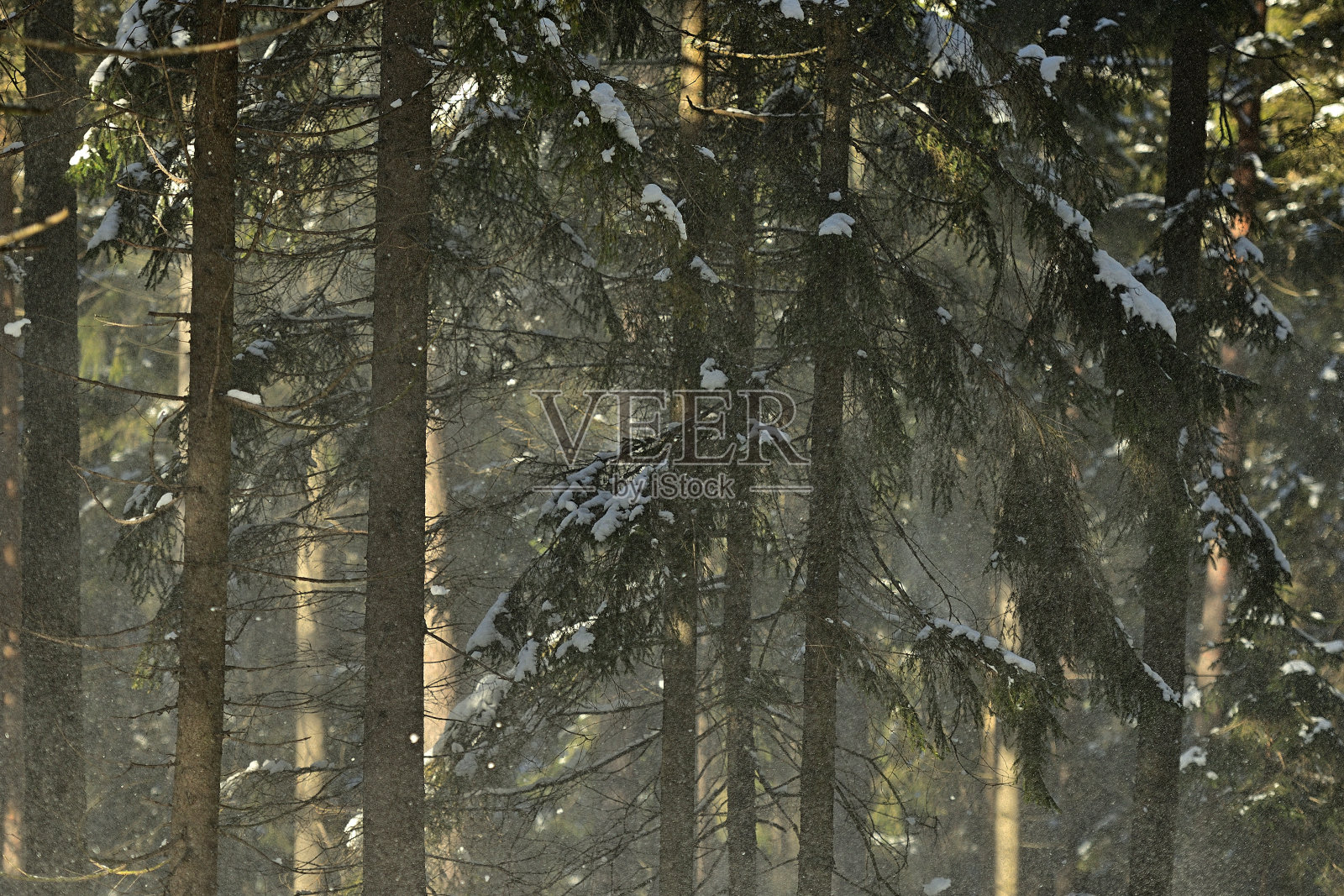 冬天的森林结了冰，风从树枝上吹起了雪照片摄影图片