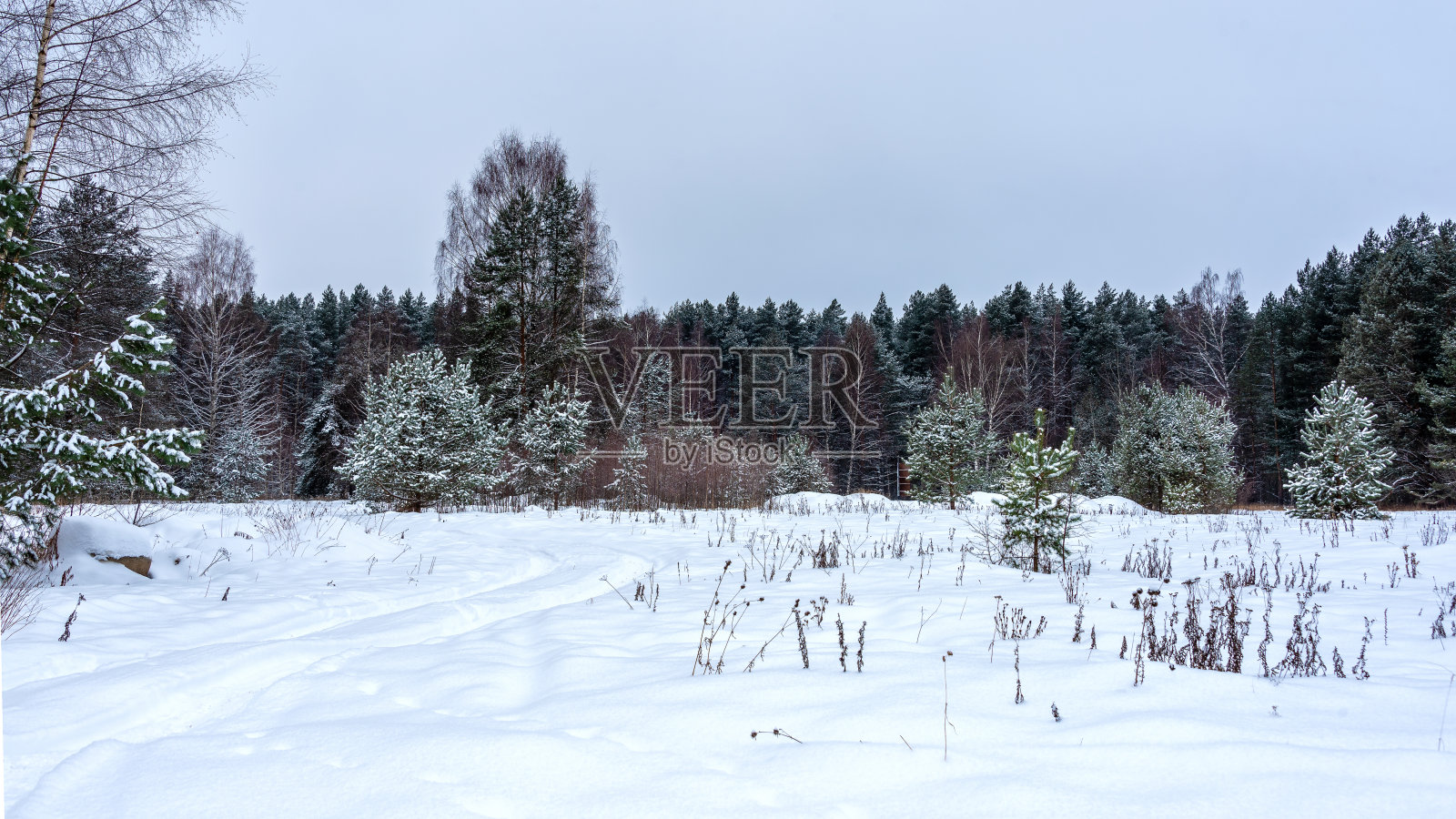 冬天白雪覆盖的森林。景观。照片摄影图片