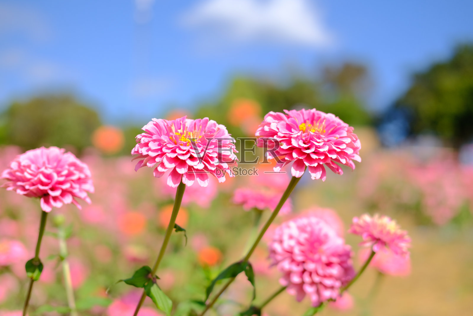 草地上粉红色的百日草花照片摄影图片
