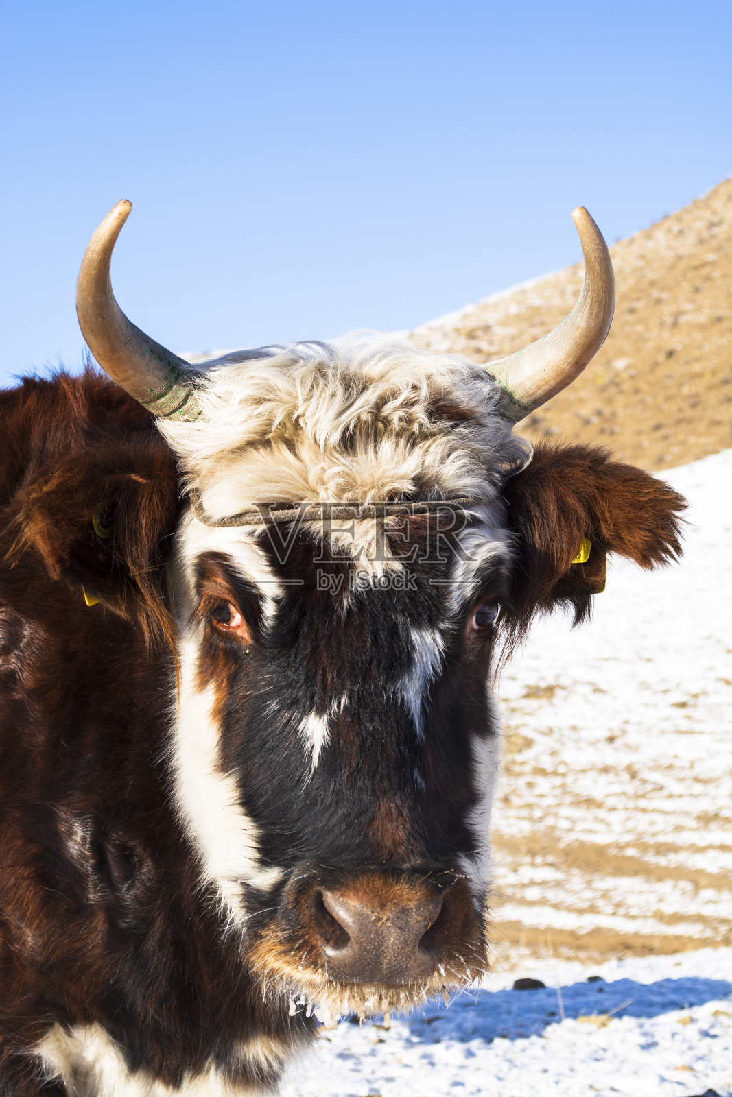 大自然中的牛在冬天照片摄影图片
