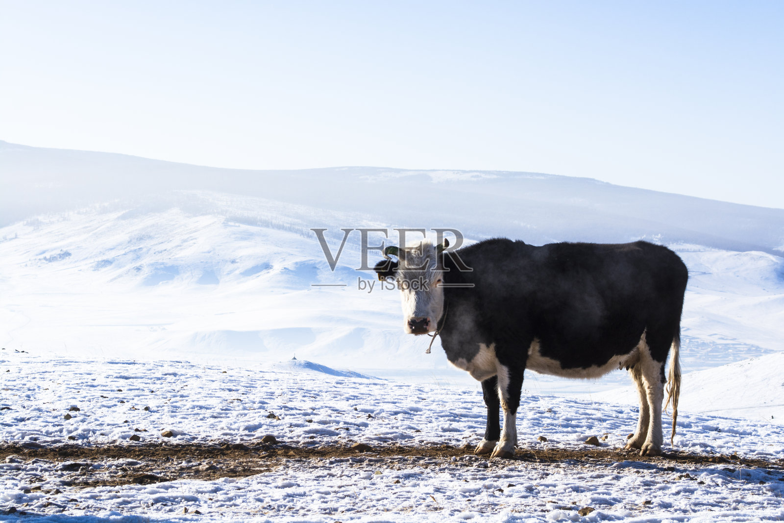 大自然中的牛在冬天照片摄影图片