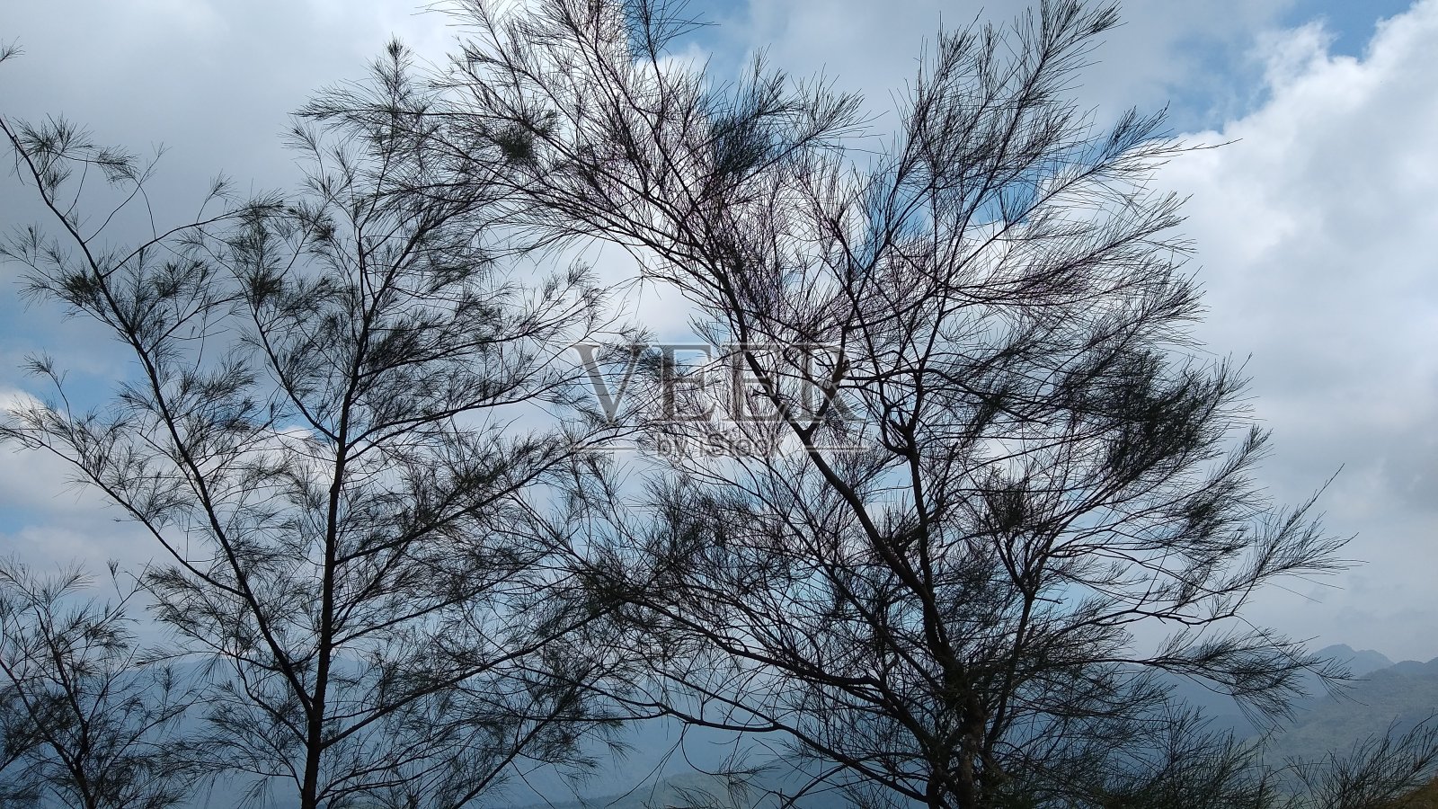 树对着天空的风景照片摄影图片