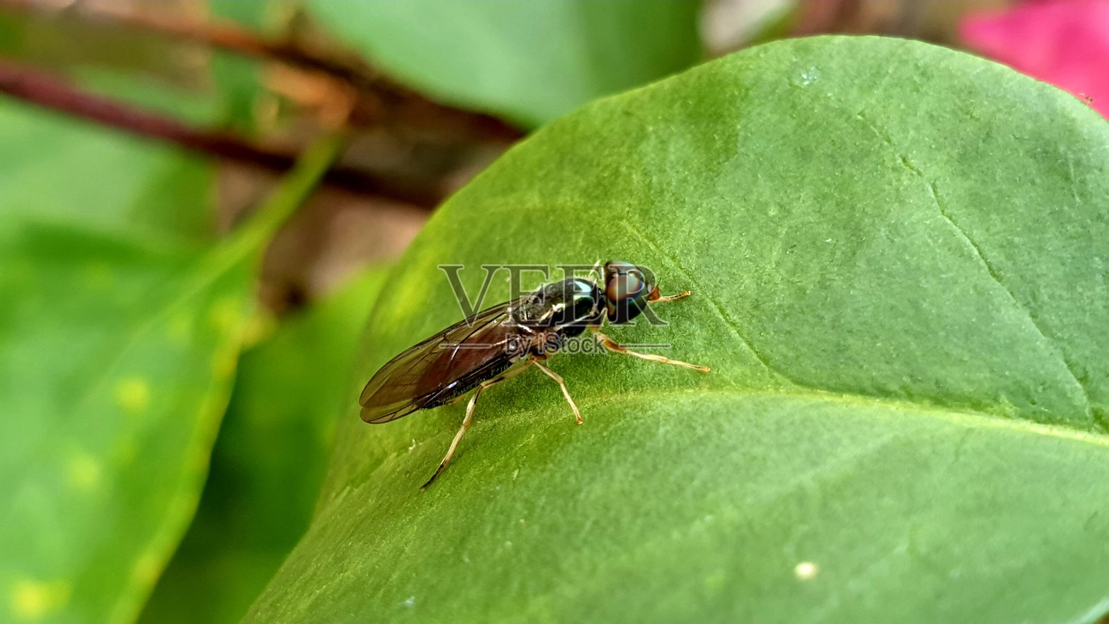 士兵苍蝇的特写镜头照片摄影图片