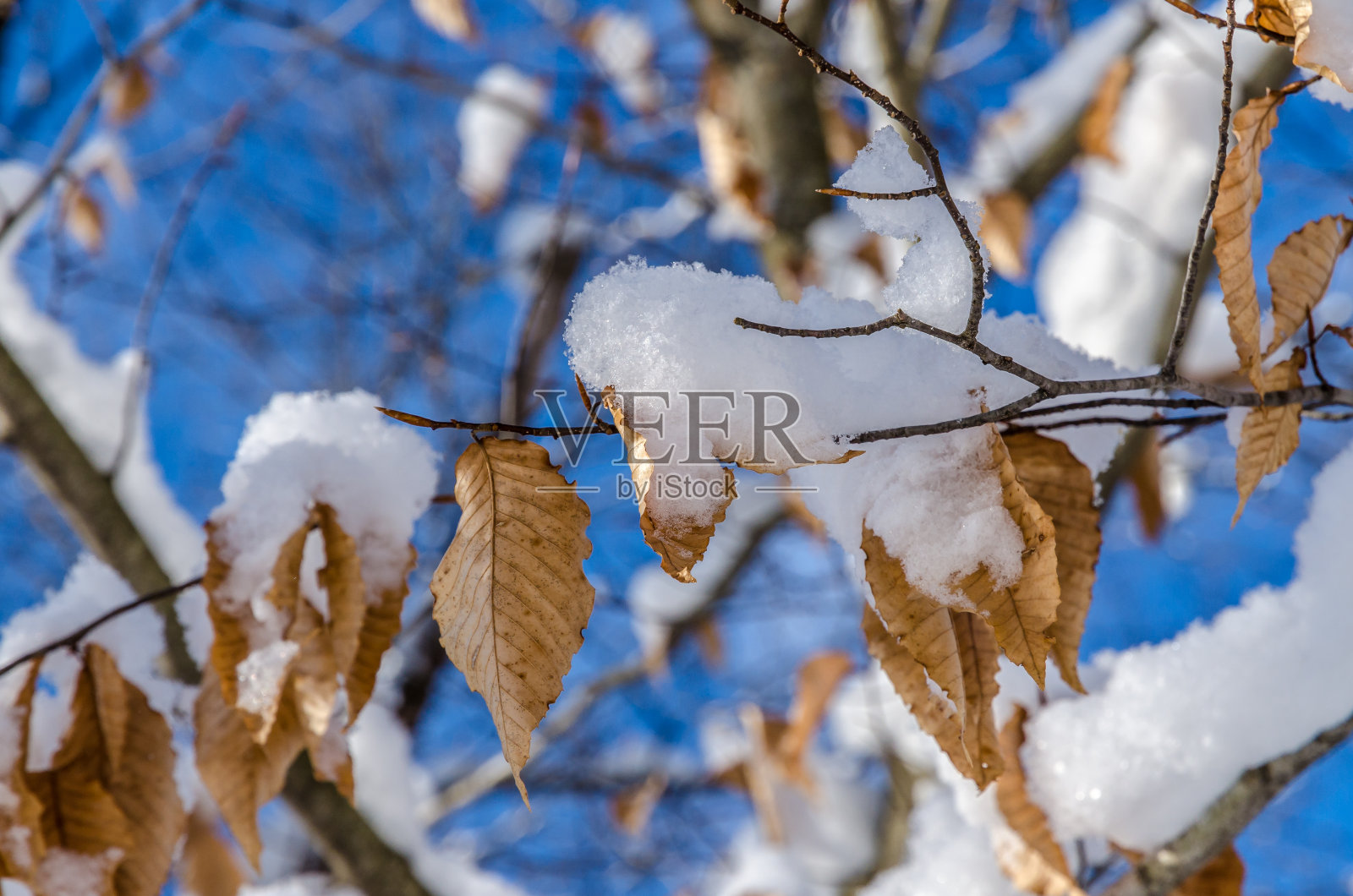 梳理下大雪照片摄影图片