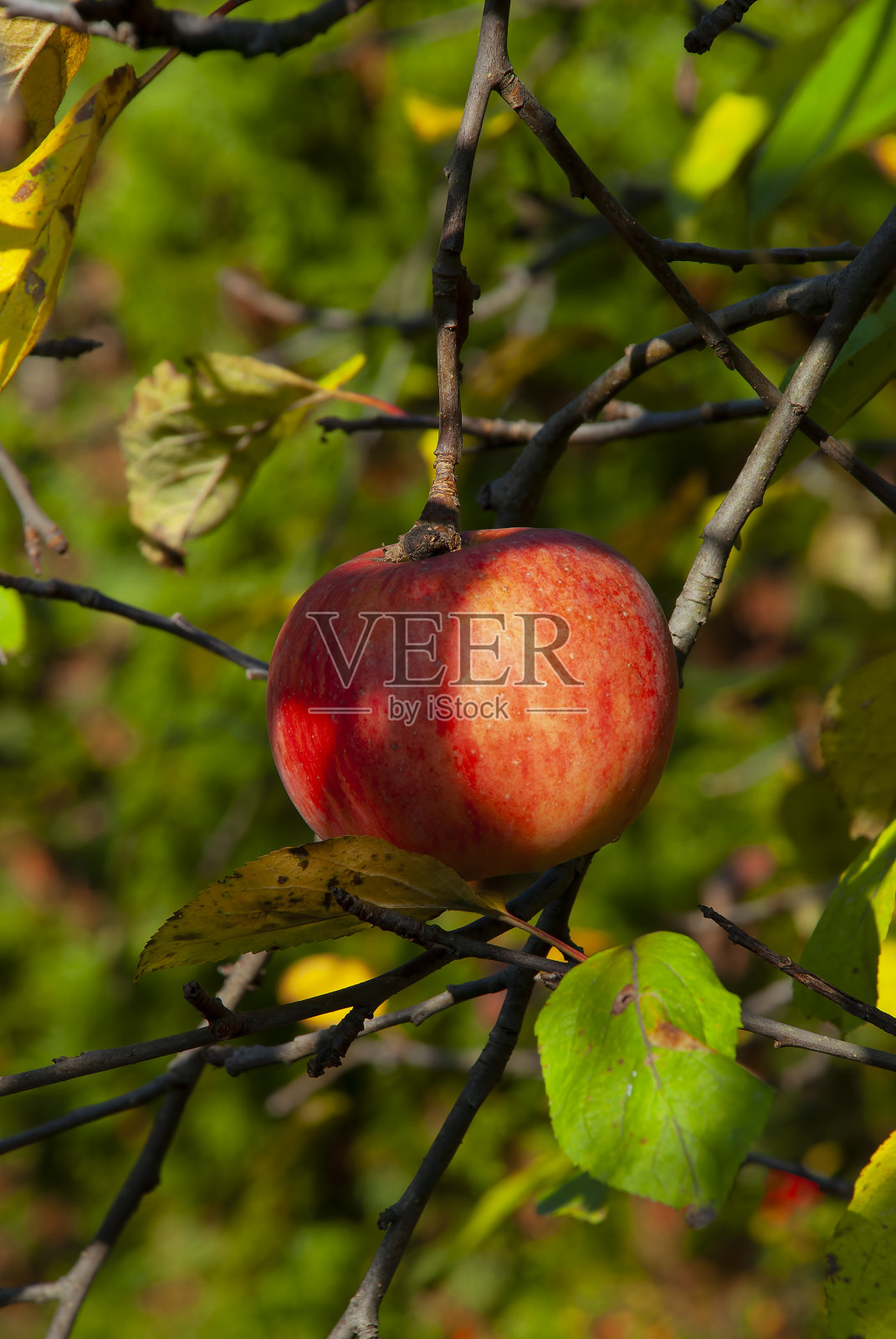 小树枝上的苹果照片摄影图片