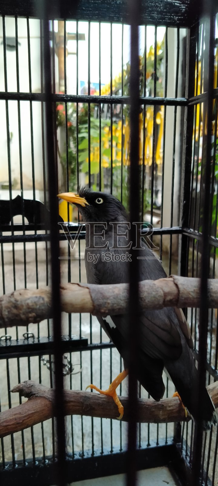 白眼睛麻雀照片摄影图片