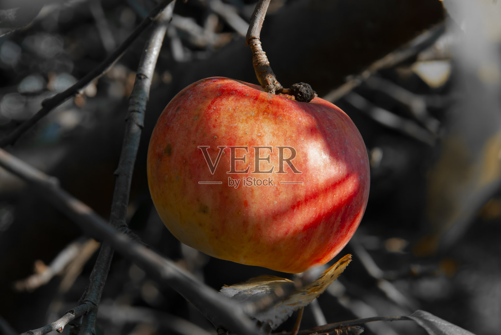 大苹果特写-十一月的苹果照片摄影图片